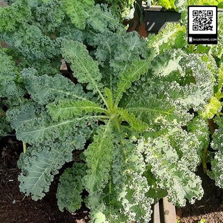 [Mã LIFE5510K giảm 10K đơn 20K] Hạt giống rau cải xoăn kale - Gói 1gr
