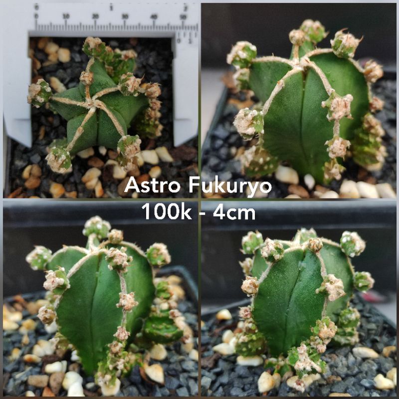 Xương rồng Nàng Gạo - Astro Fukuryo  - Da xanh/da cám