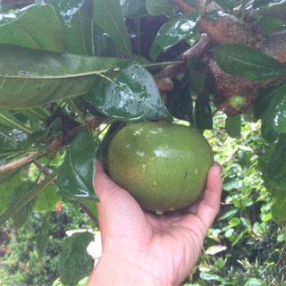 Quả Đào tiên nhà trồng 1trai =35k, pear