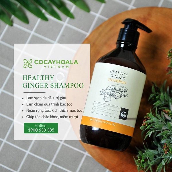 Dầu gội  🍀FREESHIP🍀 Dầu Gội Thiên Nhiên Chứa vụn Gừng Tươi Cocayhoala 500ml[dau goi ] | BigBuy360 - bigbuy360.vn