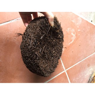 Dớn đĩa trồng lan nhập khẩu-  chuyên dụng.