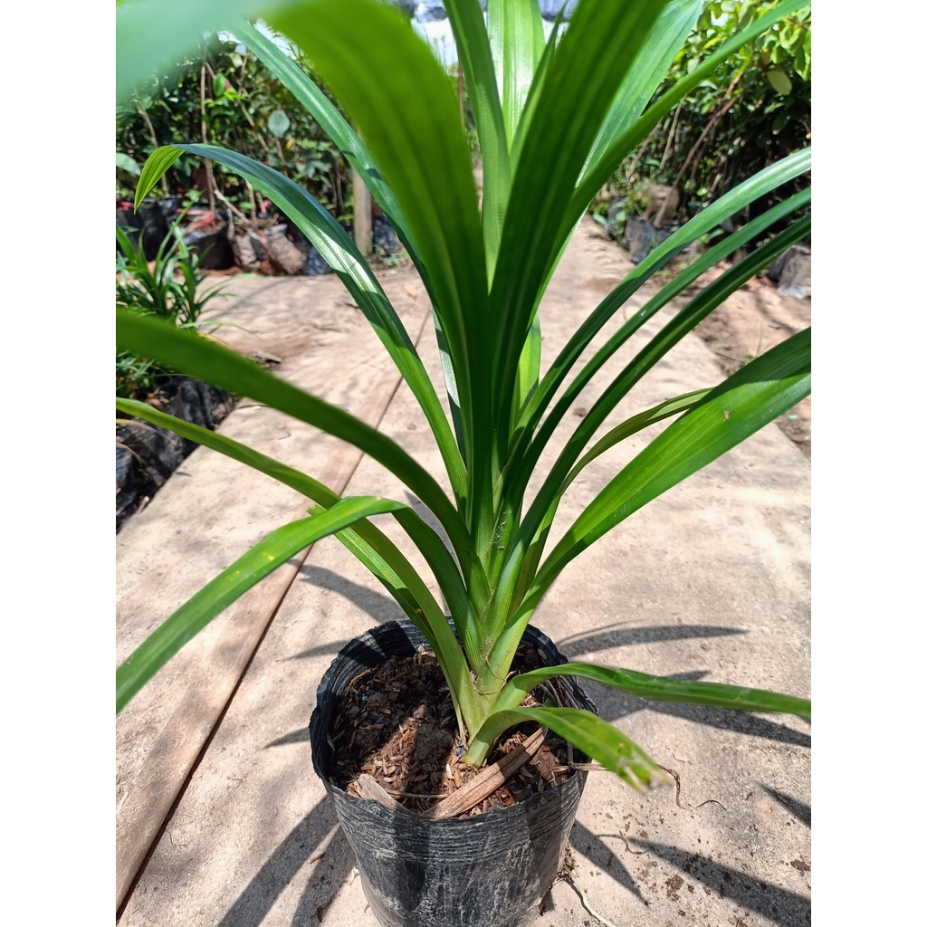 Cây giống lá nếp