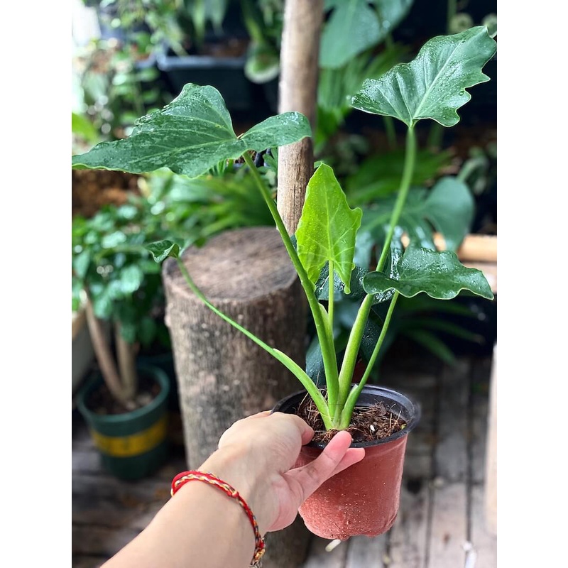 Cây Philodendron selloum Lacy Tree (Cây Trầu Bà Thanh Xuân) cao &gt;25cm chậu nhựa 10cm