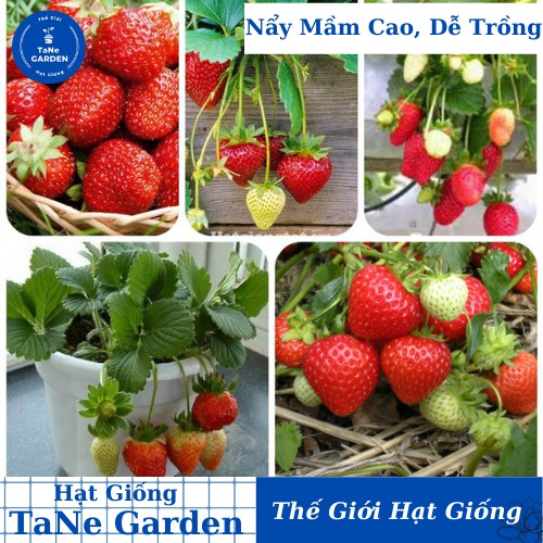 10h Hạt Giống Dâu Tây Ngọt Lâu Năm Temptation - TaNe Garden