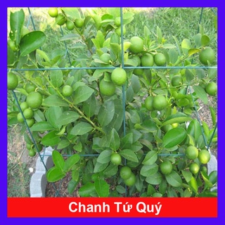 Chậu cây chanh tứ quý - cây giống ăn quả - cao 40-50 cm - hoa cây cảnh