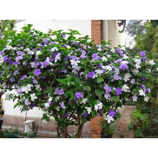 Cây lài nhật size 60-70cm (chỉ giao hoả tốc HCM)