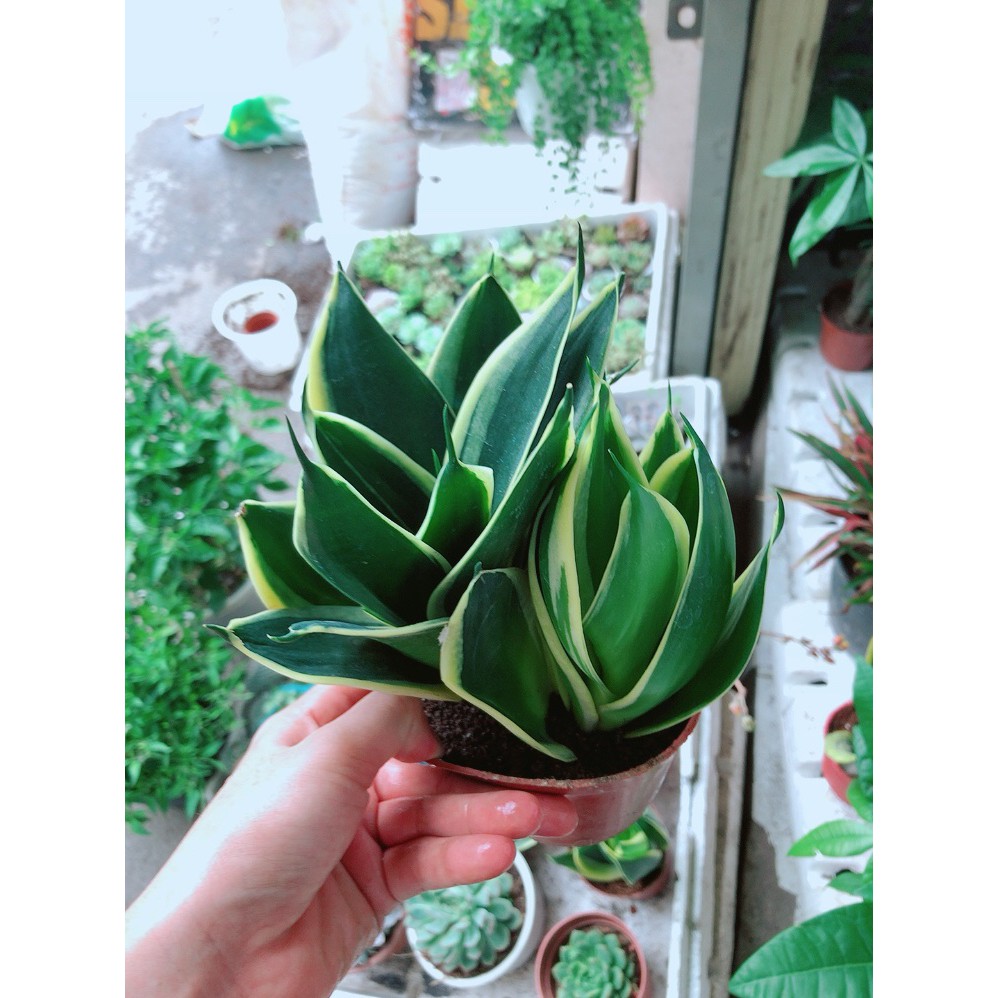 Cây Lưỡi Hổ Thái