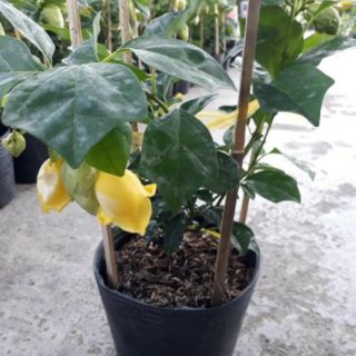 Cây 🌲 Huyền Chân Công chúa đang hoa