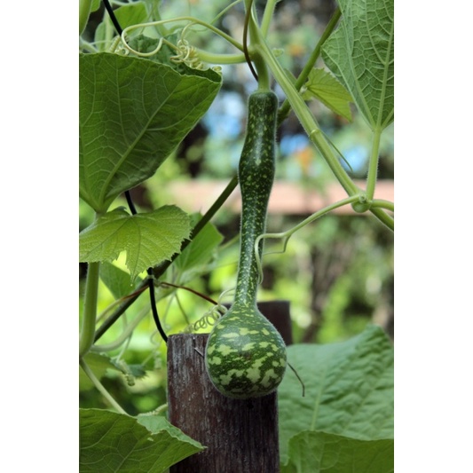 Hạt giống bầu thiên nga cao sản F1