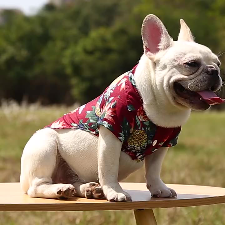 Áo thun in hoạ tiết Hawaii đáng yêu cho thú cưng