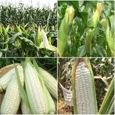 ( Gói 50 hạt ) Hạt giống ngô nếp bắp cao sản dễ trồng kháng bệnh tốt năng suất cao-Tổng kho hạt giống giá rẻ