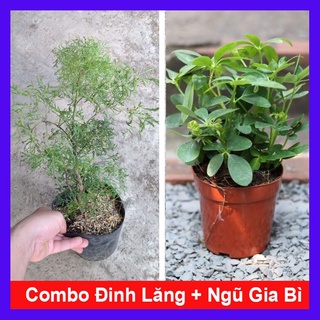 caykiengsadec - Combo 2 cây đinh lăng + cây ngũ gia bì