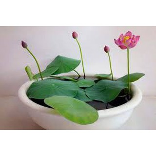 100 Hạt giống sen nhật mini nhiều màu