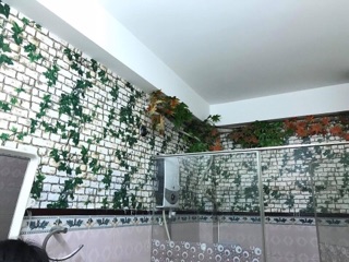 Decal dán tường dạng cuộn có keo sẵn