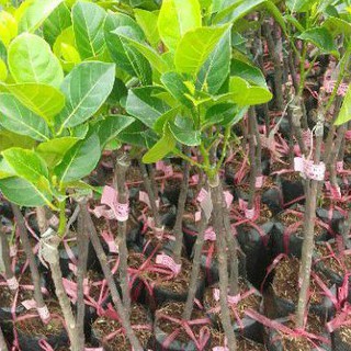 combo 10 cây mít các loại