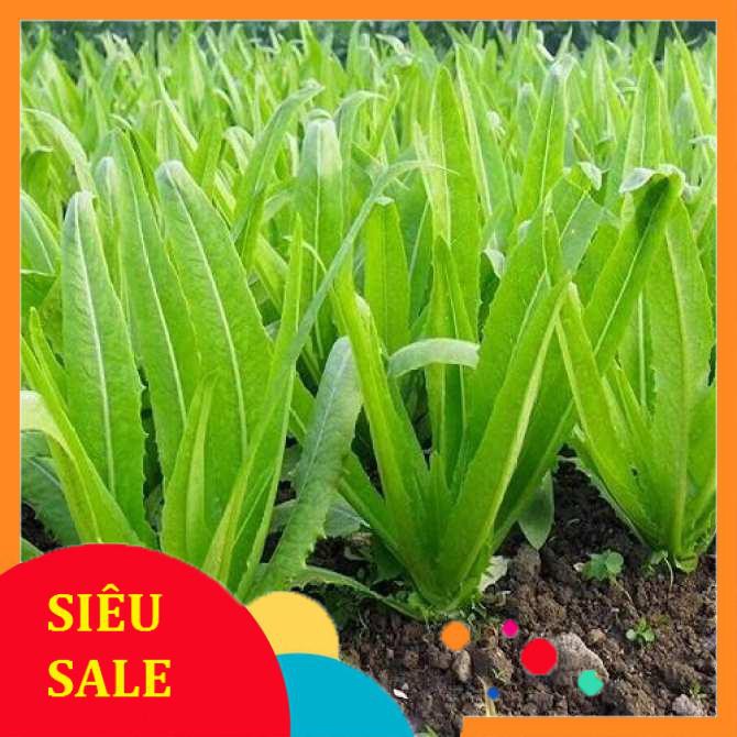 10 gr giống rau diếp thơm 100% nảy mầm TẾT KHUYẾN MẠI
