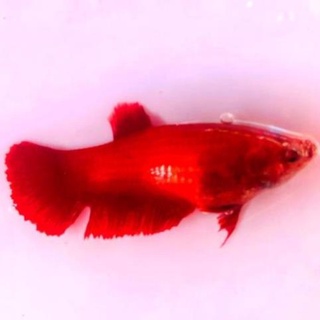Cá betta super red mái 15k/con