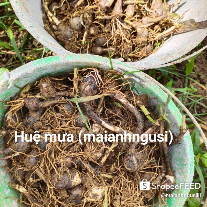 10 củ huệ mưa rẻ vô địch