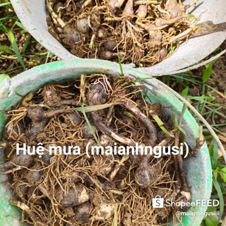 10 củ huệ mưa rẻ vô địch