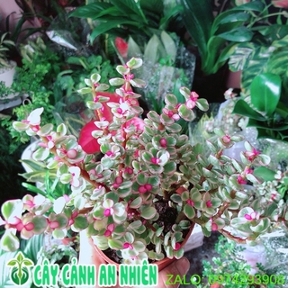 Cây cành vàng lá ngọc