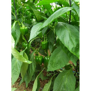 HẠT ỚT NGỌT F1 - GÓI 10 HẠT