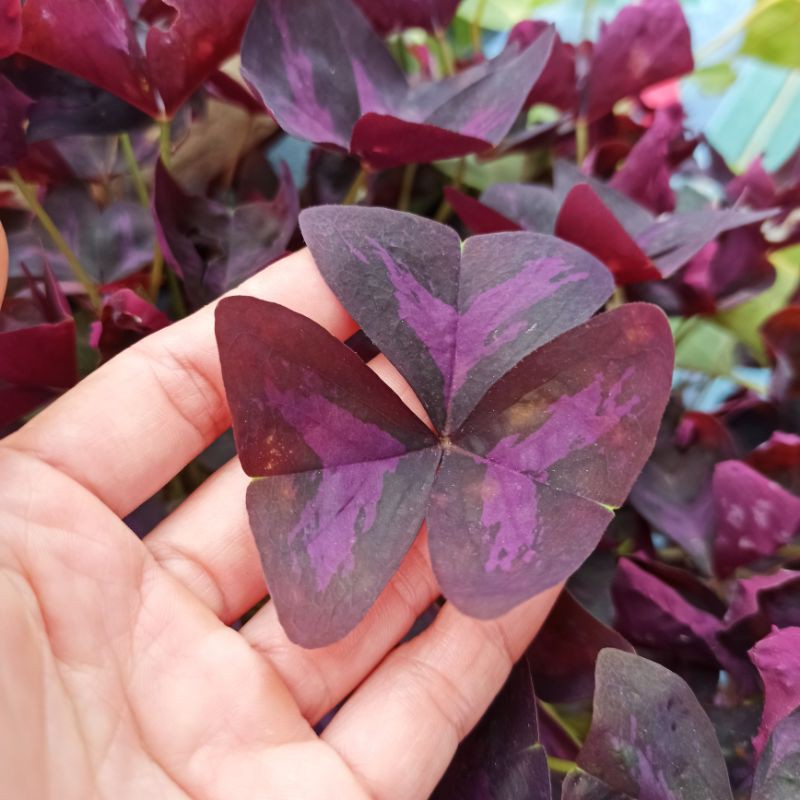 Combo 5 củ hoa bướm đêm loại như hình