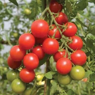 Hạt giống cà chua bi chùm đỏ thái lan