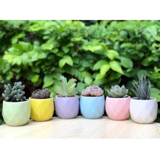 CHẬU SỨ CAO CẤP TRỒNG SEN ĐÁ, XƯƠNG RỒNG, CÂY KIỂNG (BAO BỂ VỠ)