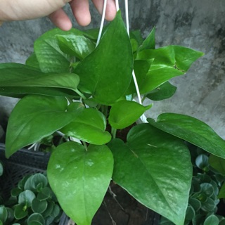 Combo chậu treo + cây trầu bà xanh