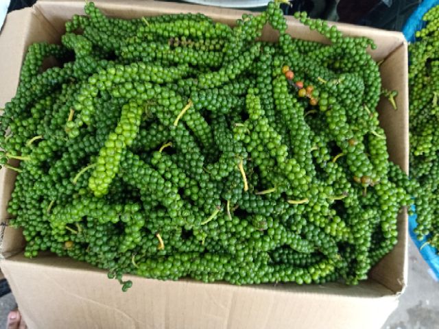 Tiêu xanh nguyên chùm tươi 500gr khách đặt mình mới lấy nên bao tươi, chùm to quả to ngon