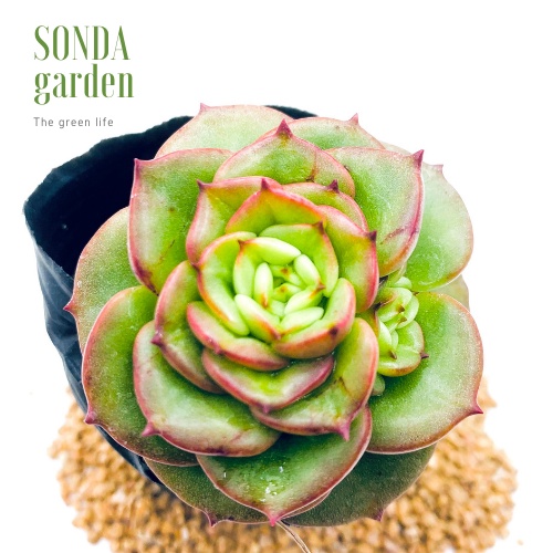 Sen đá nuza SONDA GARDEN size bé 5-8cm, xuất xứ Đà Lạt, khoẻ đẹp, lỗi 1 đổi 1