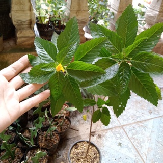 Cây dừa vàng, trắng