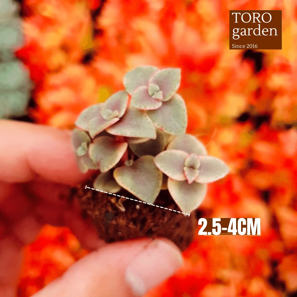 Sen đá sedum vảy rồng Đà Lạt size mini cây cảnh trang trí nhà cửa Toro garden