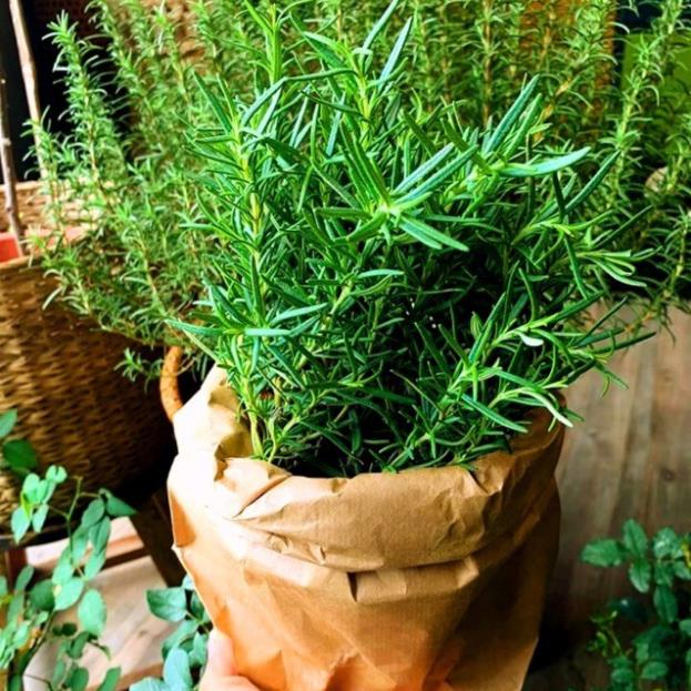 HẠT GIỐNG HƯƠNG THẢO - HẠT CÓ MÙI THƠM ĐẶC TRƯNG PHÂN BIỆT VỚI HÀNG GIẢ GÓI 20 HẠT