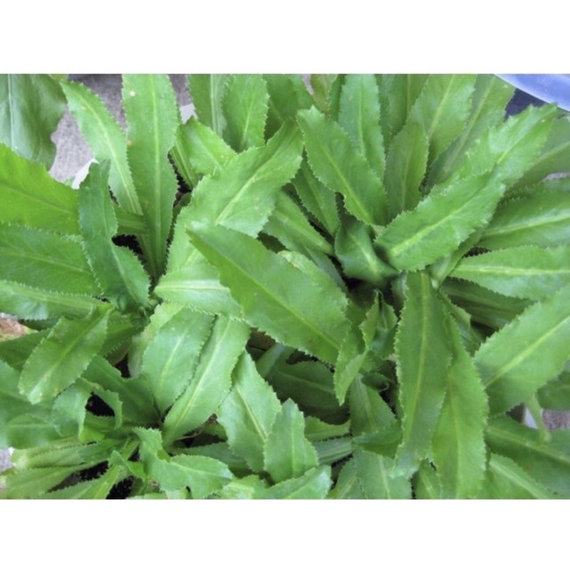 [Rạng Đông] Hạt giống Ngò gai Rado 76