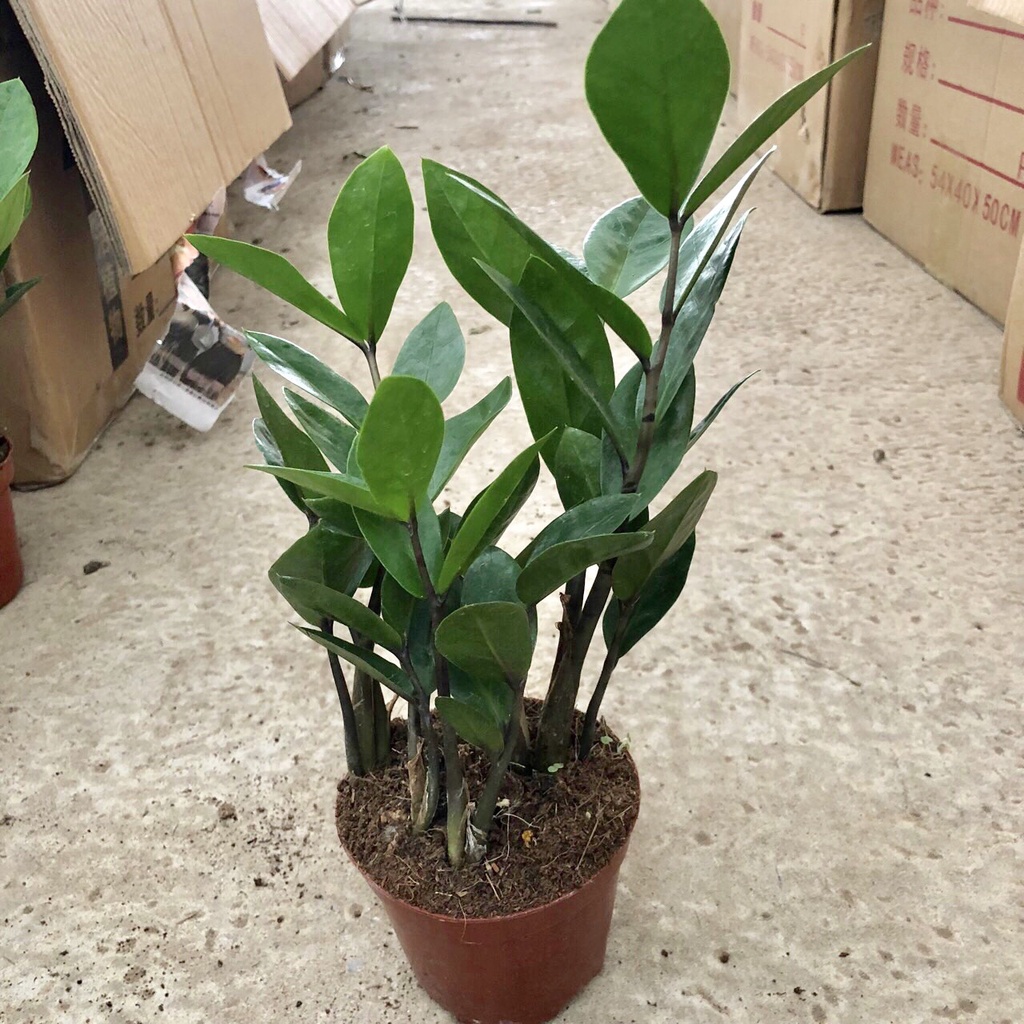 Cây kim tiền mini để bàn,chiều cao cây 15cm sức sống cực khỏe dễ chăm sóc thích hợp làm cây để bàn