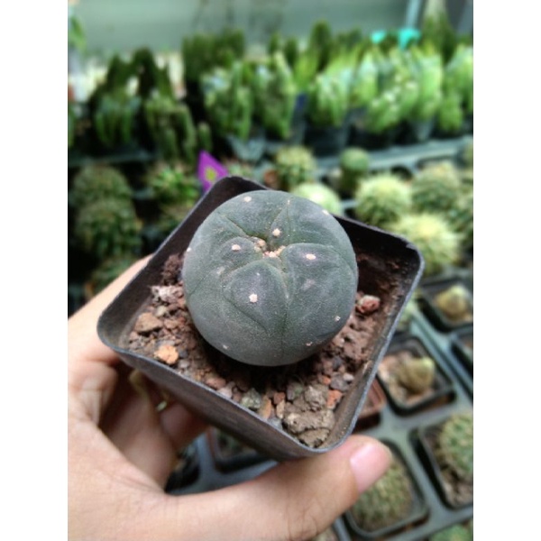 Xương rồng lopho