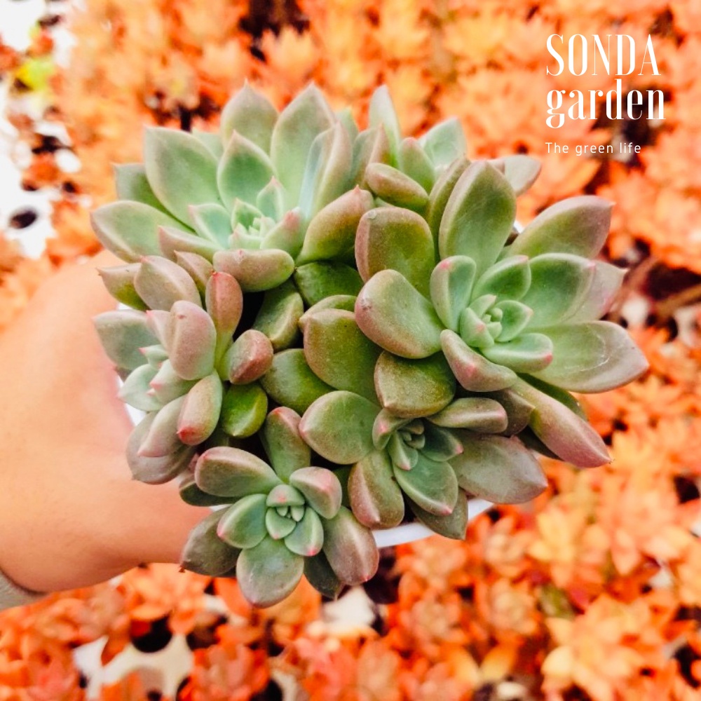 Sen đá aerolite SONDA GARDEN size trung bình 10cm, cây cảnh trang trí nhà cửa, lỗi 1 đổi 1