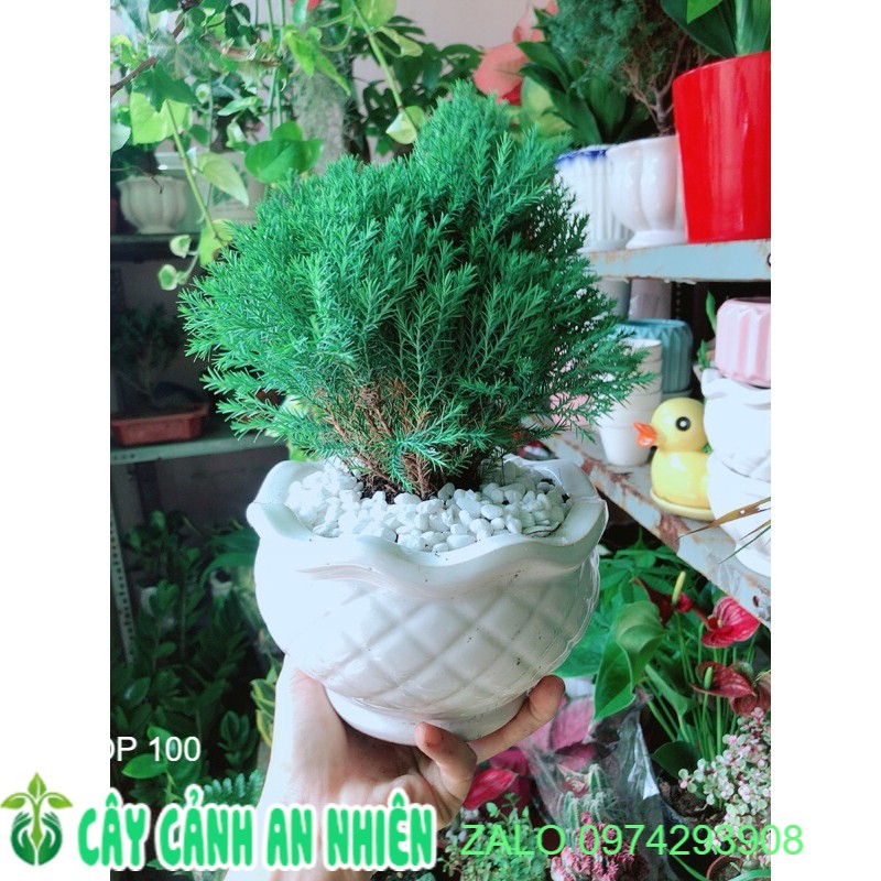 Chậu Tùng Bồng Lai