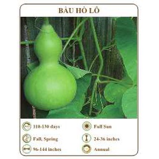 Hạt giống Bầu hồ lô - THE XANH