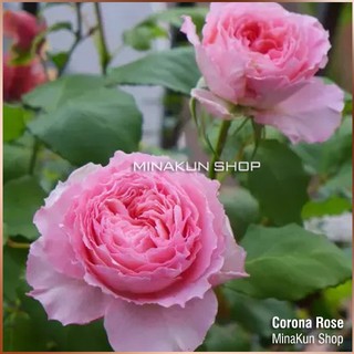 Hoa hồng ngoại Corora Rose xinh xắn - MinaKun Shop