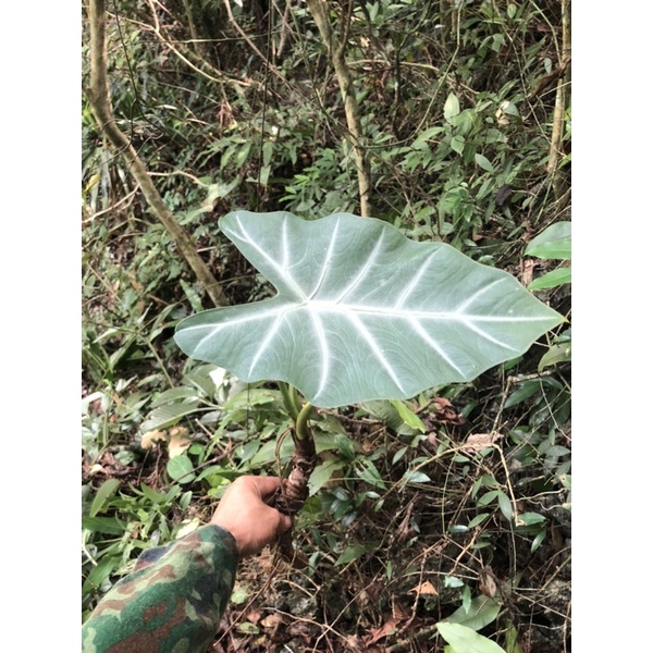 môn rừng kiểng lá 10 củ