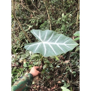 Môn rừng kiểng lá 10 củ