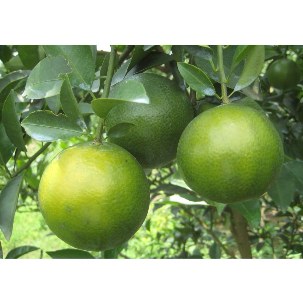 Phấn bón hữu cơ Wasawa - Giúp lên màu, đẹp trái.