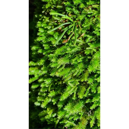 rêu phượng vỹ đài xanhzone trồng hồ bán, terrarium, non bộ, thác nước