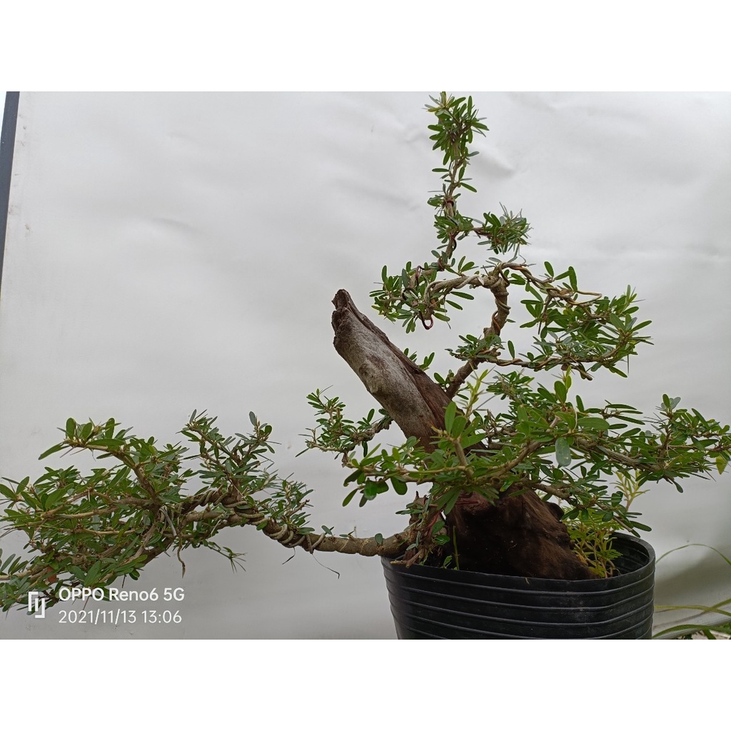 Linh sam ghép lũa siêu rẽ LS05