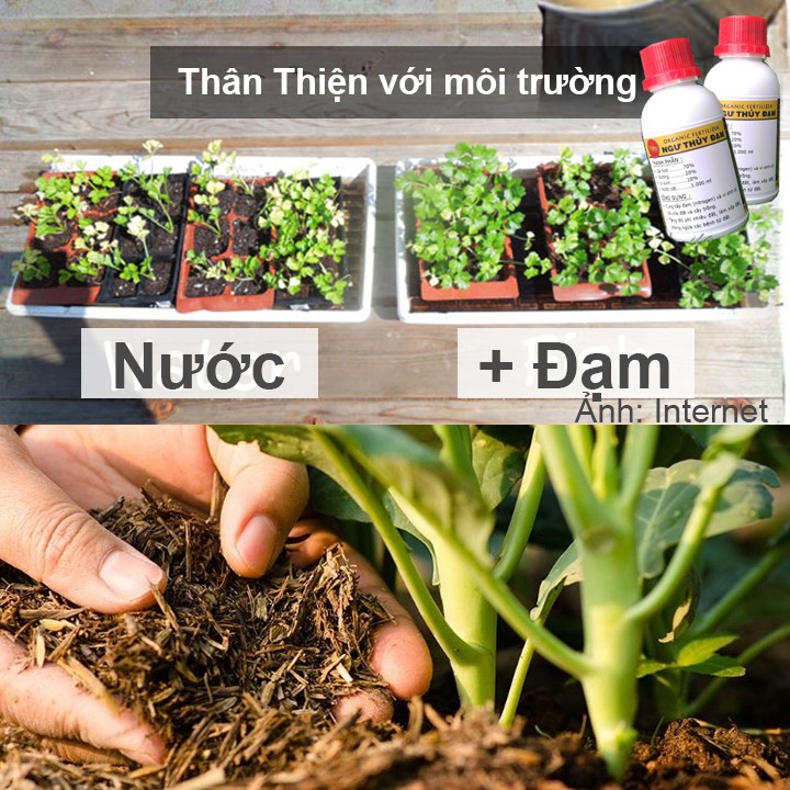 500ml Đạm cá, phân bón kích thích ra rễ, đọt, xanh lá, nhiều hoa, hồng, lan, rau, trái, củ