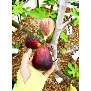2 CÂY SUNG MỸ TRÁI ĐỎ SIÊU TO 5 THÁNG RA TRÁI