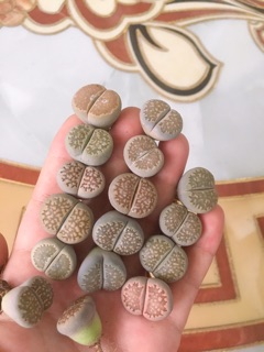 Cây thạch lan 2.7-3cm đủ tuổi ra hoa
