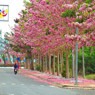 COMBO 2 BẦU CÂY GIỐNG CÂY KÈN HỒNG(CÂY CHUÔNG HỒNG) - CB2BCGCKH